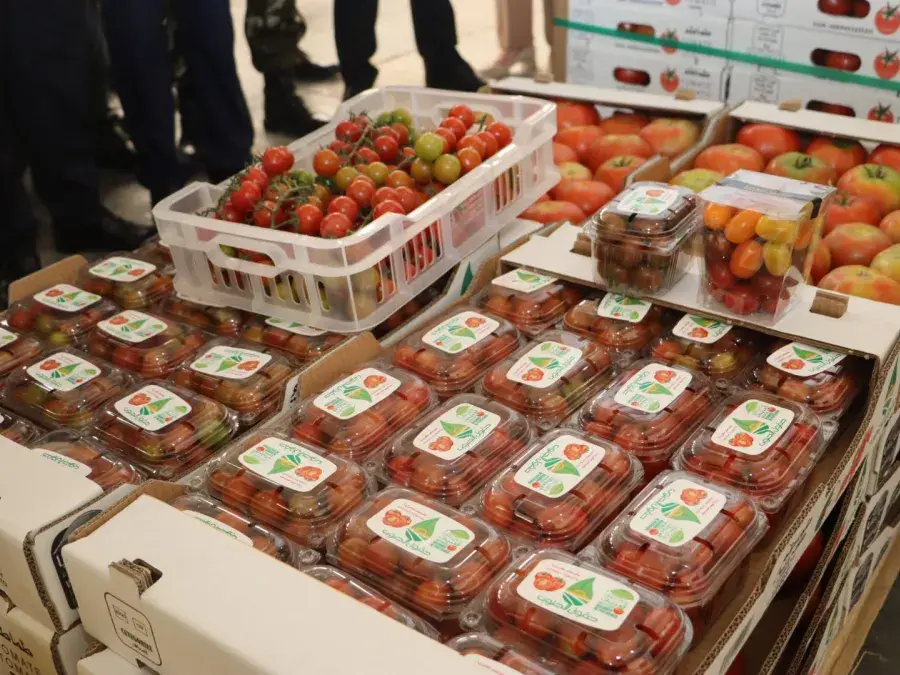 تصدير 80 طن من الطماطم من المغير نحو إسبانيا