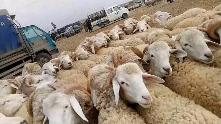 غلق أسواق الماشية إلى إشعار آخر للحد من انتشار الحمى القلاعية