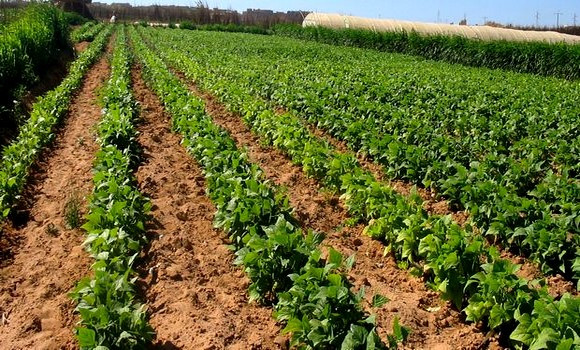 فتح باب الترشح لتسوية الأراضي الفلاحية دون سند ودون نزاع عبر المنصة الرقمية..