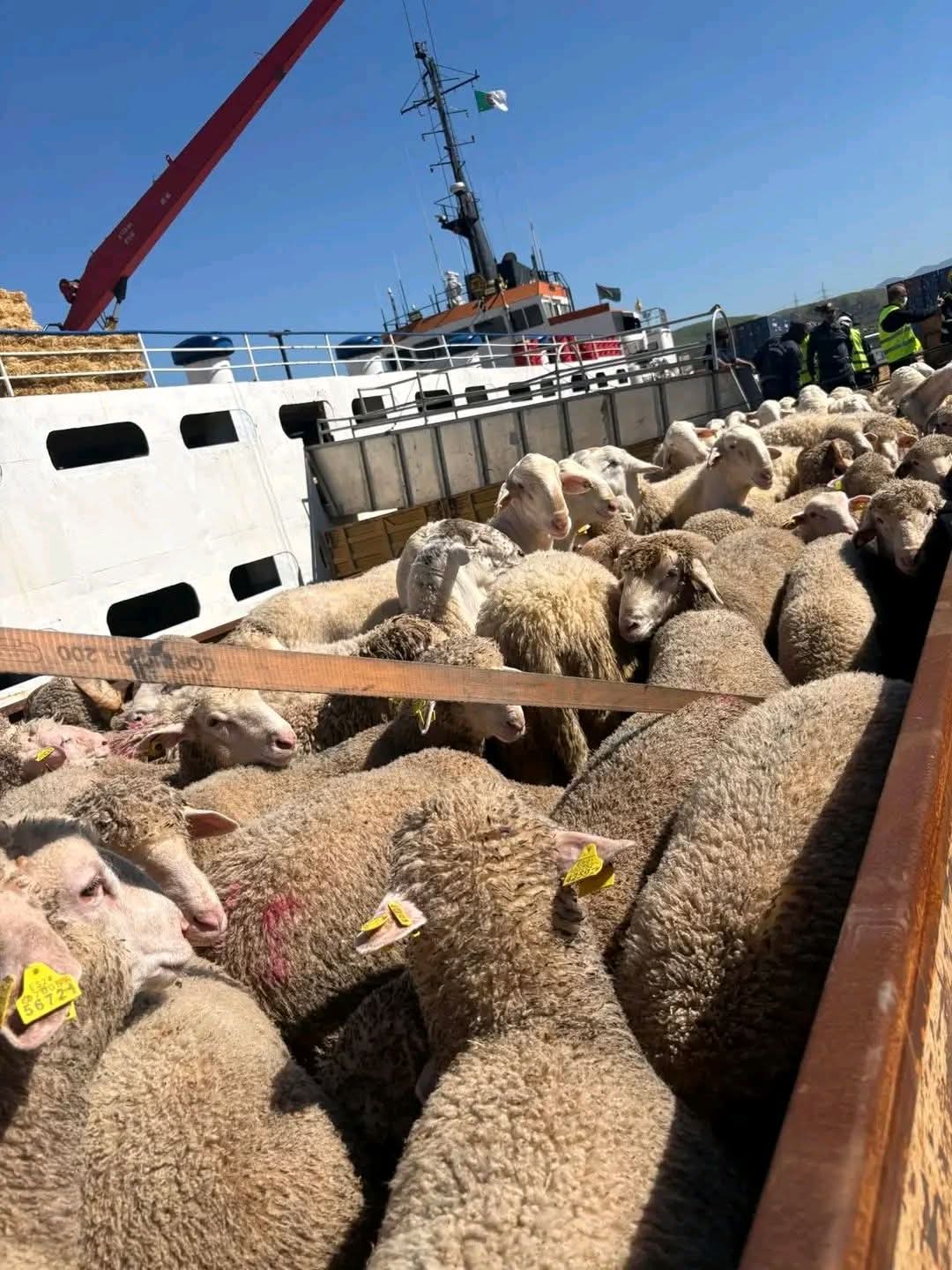 رسو باخرة محملة ب7 آلاف رأس غنم بميناء جن جن قادمة من إسبانيا