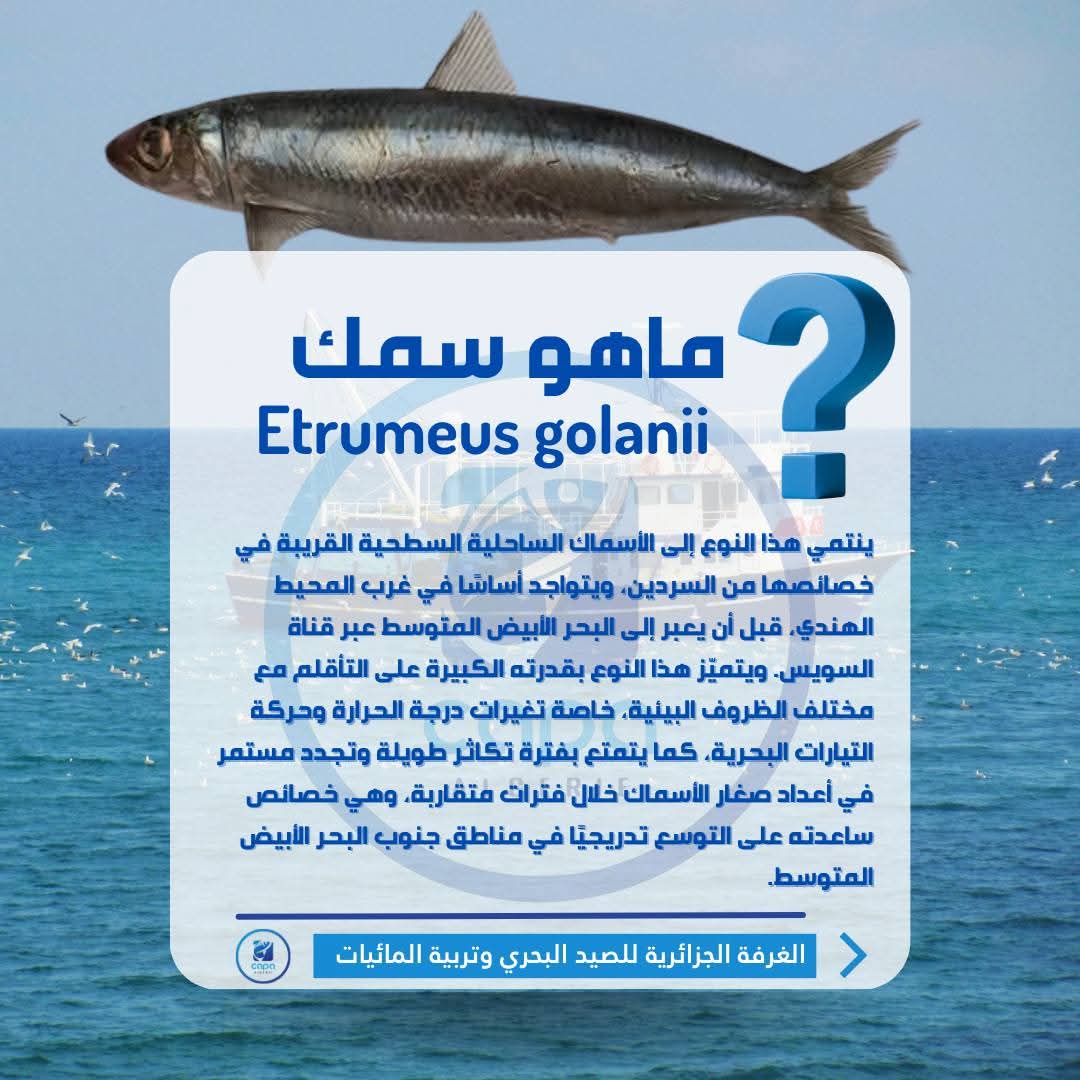 توضيـح بخصوص تسجيل نوع جديد من الأسماك بالسواحل الجزائرية