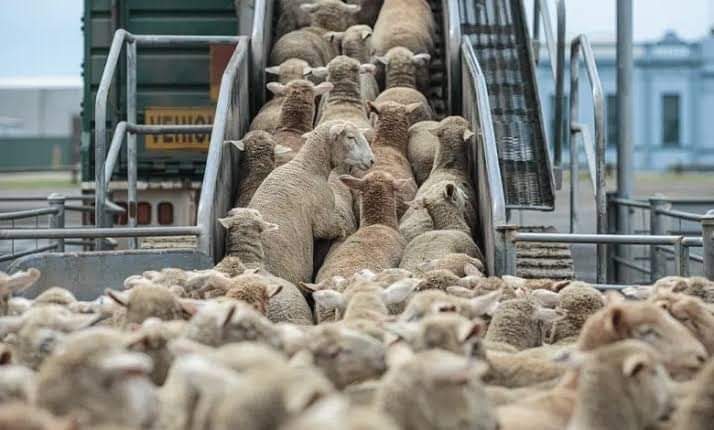 وصول أزيد من 8000 رأس غنم مستورد إلى الشلف