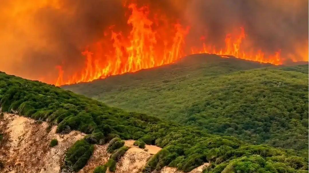 Face aux incendies, l’Algérie entre mobilisation et bataille de l’information